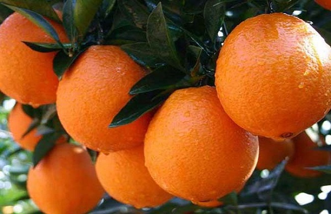 橙子的种植方法与时间