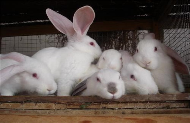 夏季兔子的养殖技术