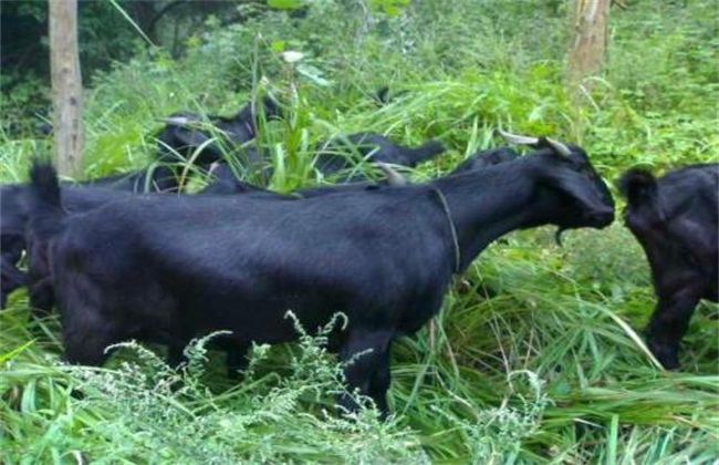 黑山羊1