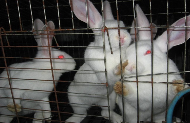 兔子养殖中暑怎么办