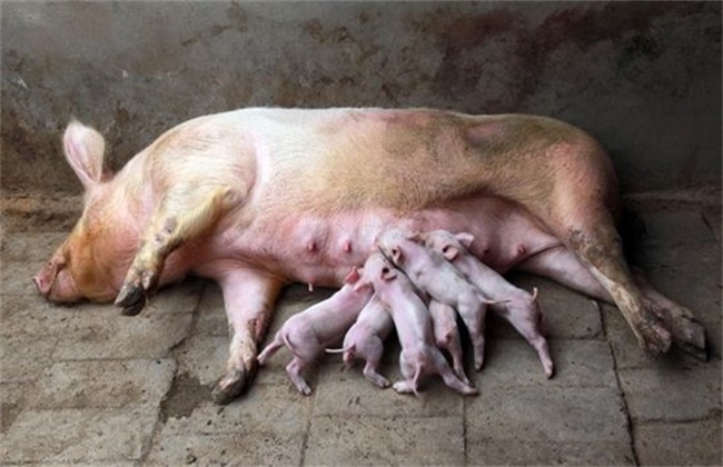 母猪产仔少的原因