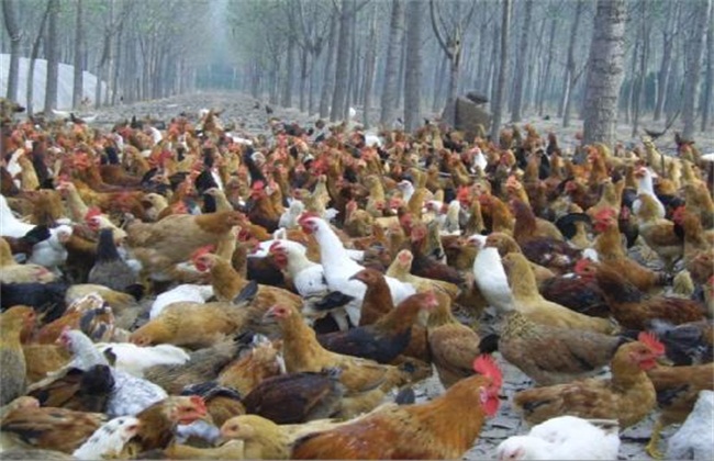 柴鸡养殖技术