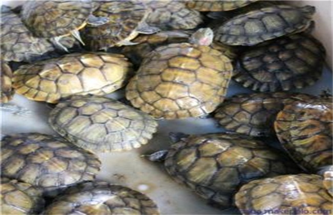 巴西龟养殖技术
