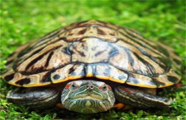 巴西龟2