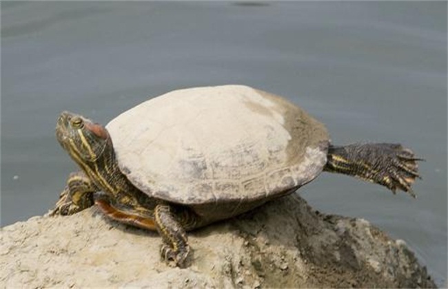 巴西龟3