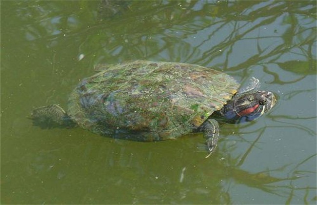 巴西龟4