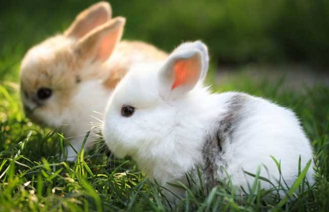 兔子养殖的注意事项
