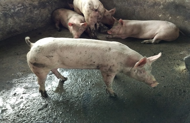 粗粮在集约化养猪中的重要作用