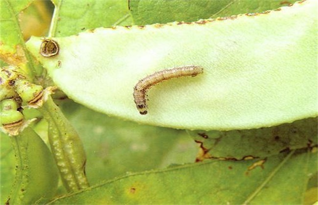 棉花常见病虫害及防治方法