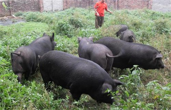 土猪养殖很有前途吗