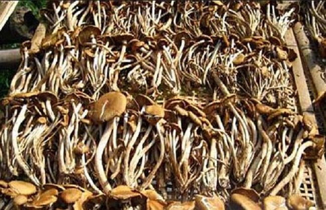 茶树菇最新高产种植技术