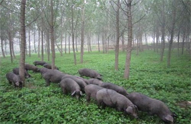 四川地区适合养什么猪