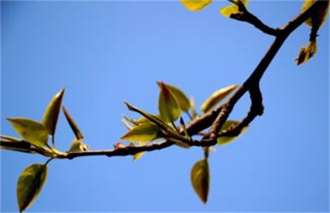 梨树早期落叶的原因和防治方法
