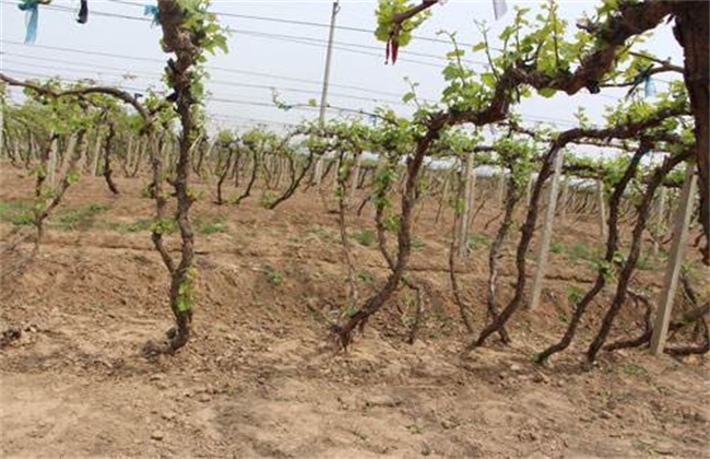 葡萄的种植条件