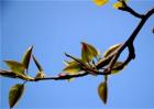 梨树早期落叶的原因和防治方法