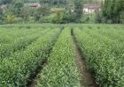 茶叶树威尼斯人平台_种植技术