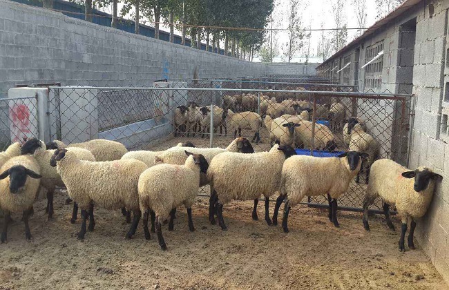 2019年肉羊的养殖行情预测