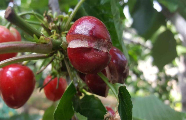 樱桃裂果的原因和防护措施