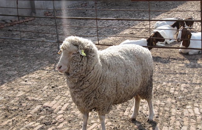 大型圈养羊的常见四类疾病
