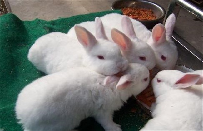 獭兔的养殖技术