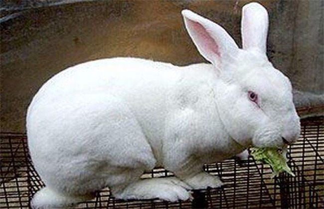 獭兔养殖安全度夏方法