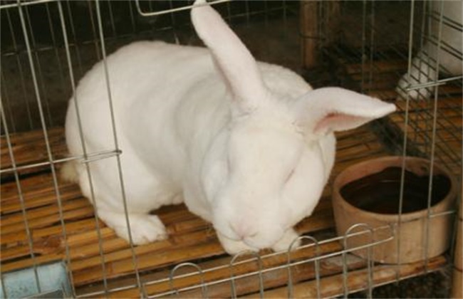 獭兔常见的病害及防治方法