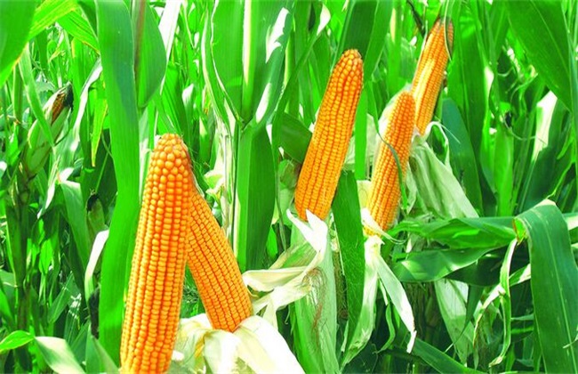 玉米的种植方法