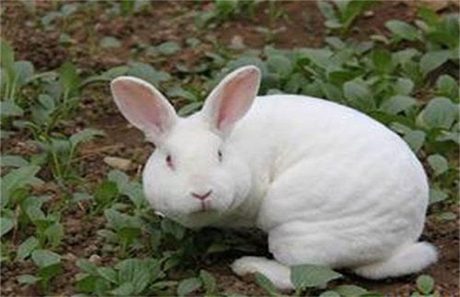 兔子3
