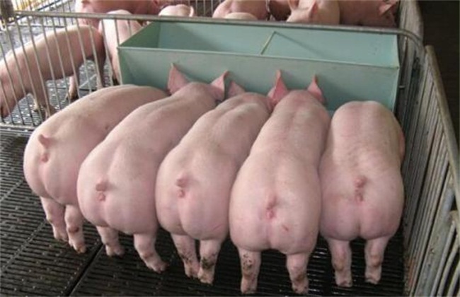 猪流感怎么治疗及预防