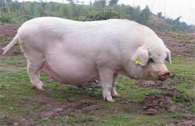 猪1