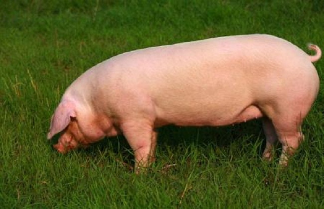 猪1111