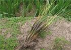 水稻种植烂秧怎么办