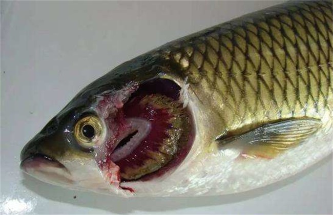 草鱼的常见病害防治方法
