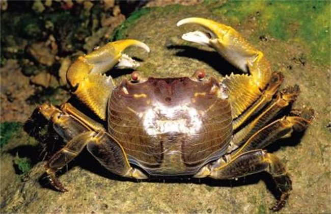 螃蟹混养方式