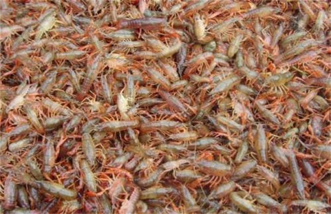 小龙虾养殖模式
