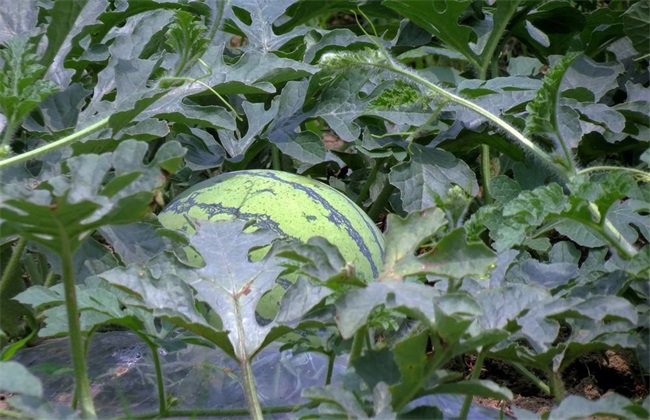西瓜 环境 种植