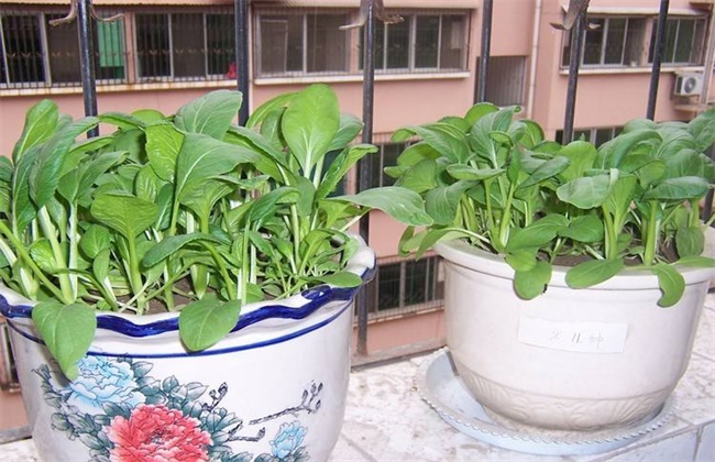 阳台上种植白菜的方法