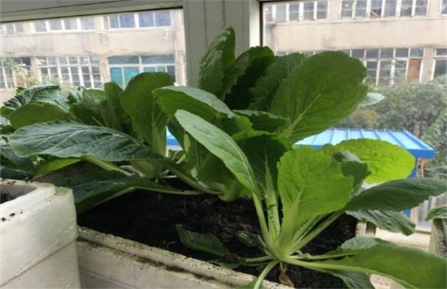 阳台上种植白菜的方法