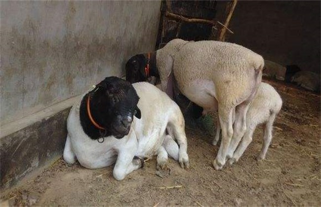 母羊 流产 原因