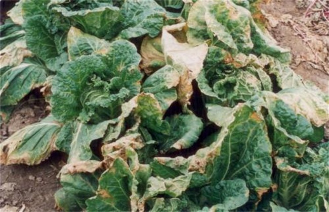 白菜常见病虫害防治方法