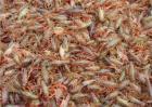 小龙虾养殖模式