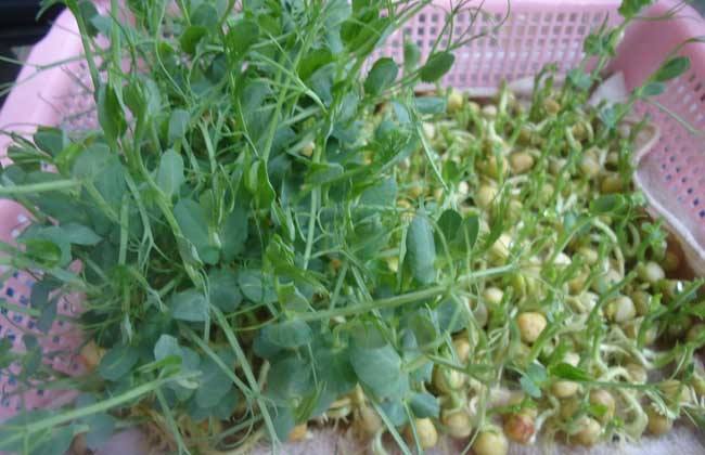 龙须菜的种植方法