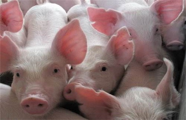 猪 猪瘟 防治
