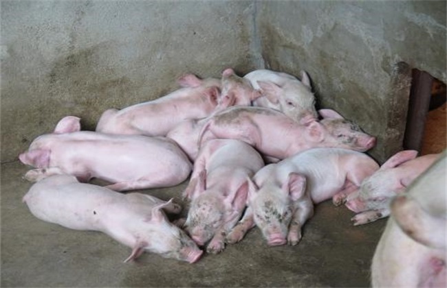 猪 猪瘟 防治