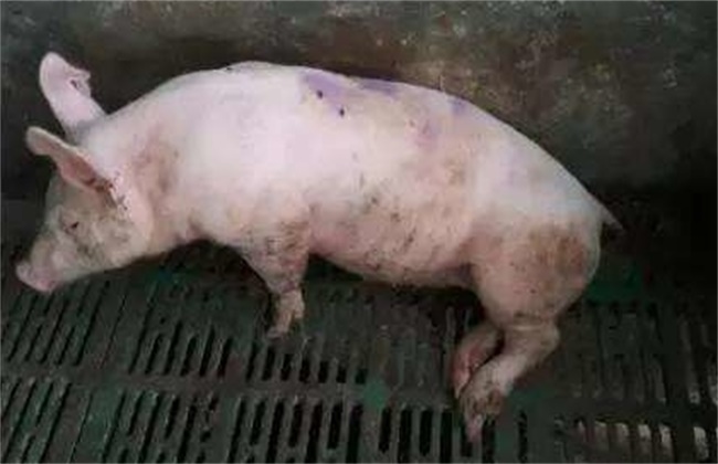 猪突然瘫痪、倒地的原因