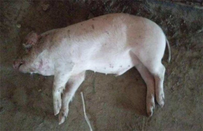 猪突然瘫痪、倒地的原因