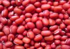红豆的种植方法与时间