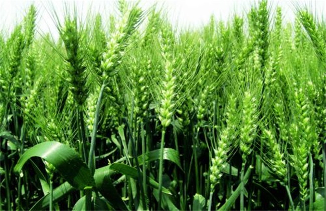 小麦种植的时间与方法