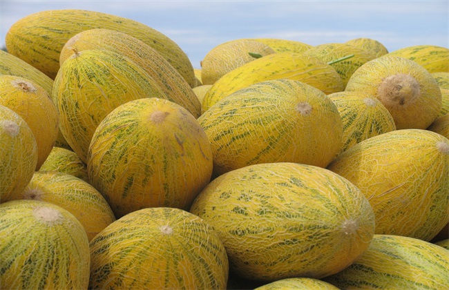 哈密瓜 品种 常见