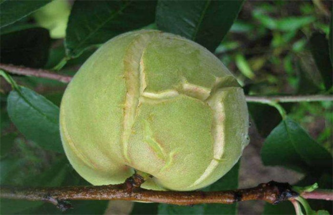 桃子裂果的原因及预防措施